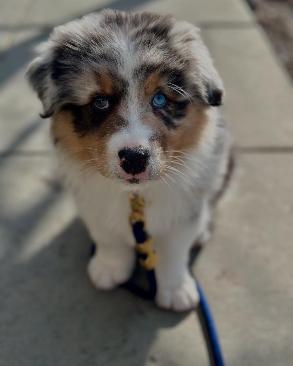 Kate - Australian Shepherd Puppy